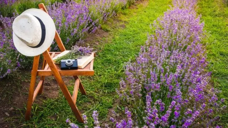 12 Stunning Blooms That Taste Amazing but Won’t Overrun Your Yard