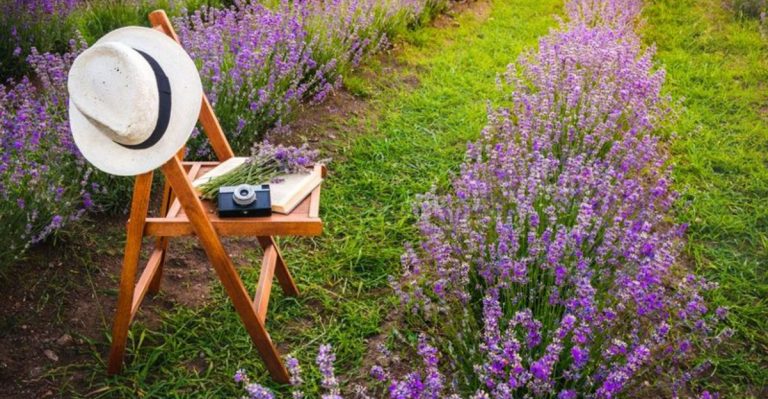 12 Stunning Blooms That Taste Amazing but Won’t Overrun Your Yard