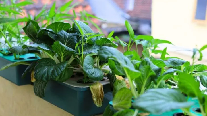 12 Unexpected Vegetables You Can Grow in Containers and 6 That Grow Really Fast