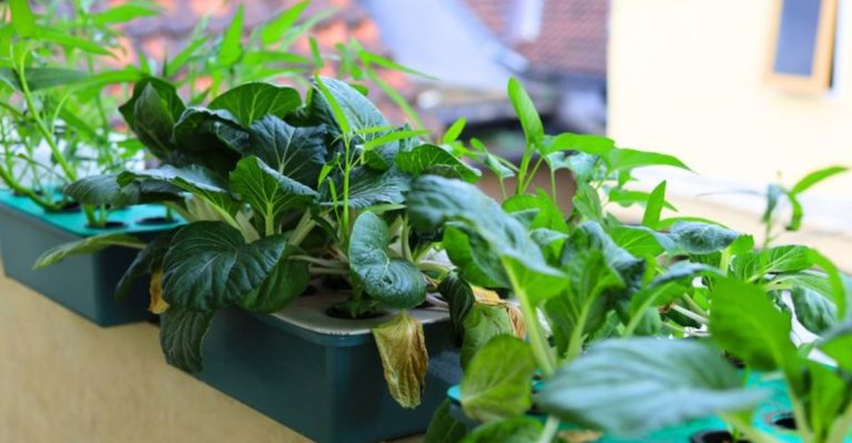 12 Unexpected Vegetables You Can Grow in Containers and 6 That Grow Really Fast