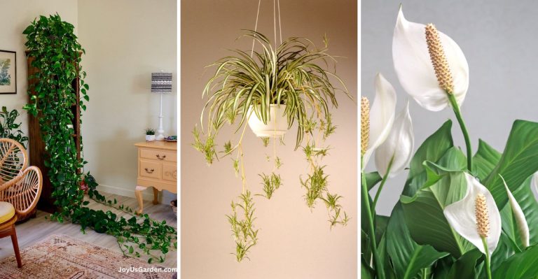 12 Aesthetic Plants That Outgrow Their Pots in Weeks