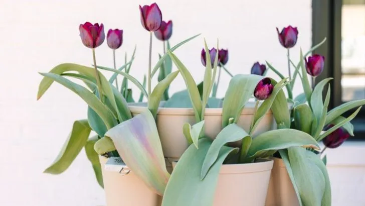 12 Classic Garden Plants That Never Go Out of Style