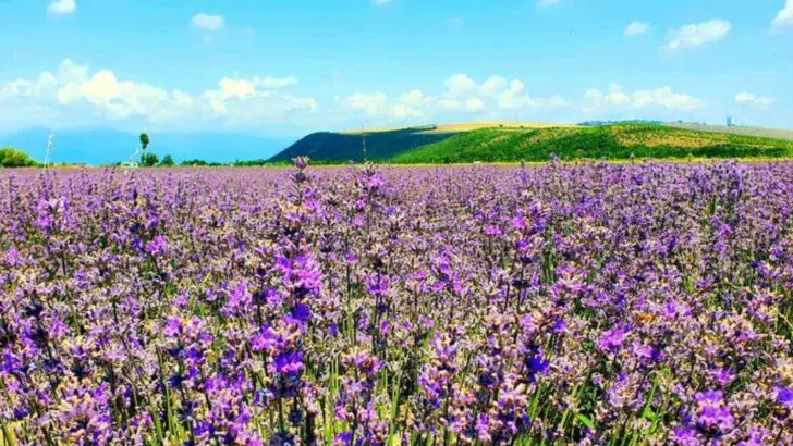 12 Drought-Tolerant Flowers That Still Look Stunning