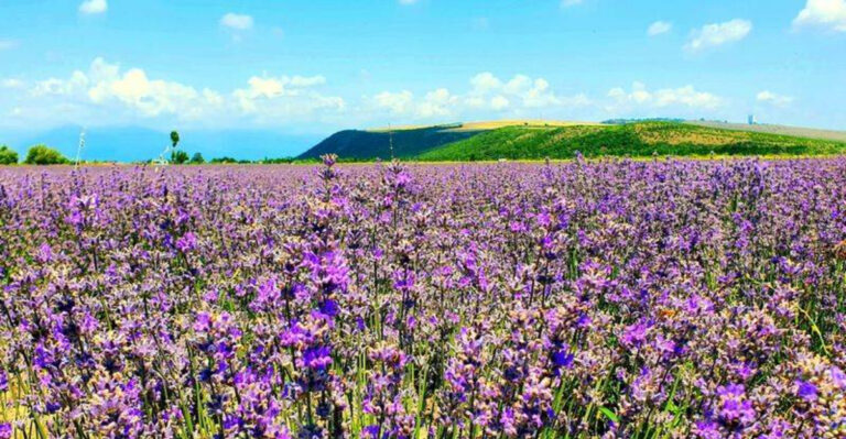 12 Drought-Tolerant Flowers That Still Look Stunning