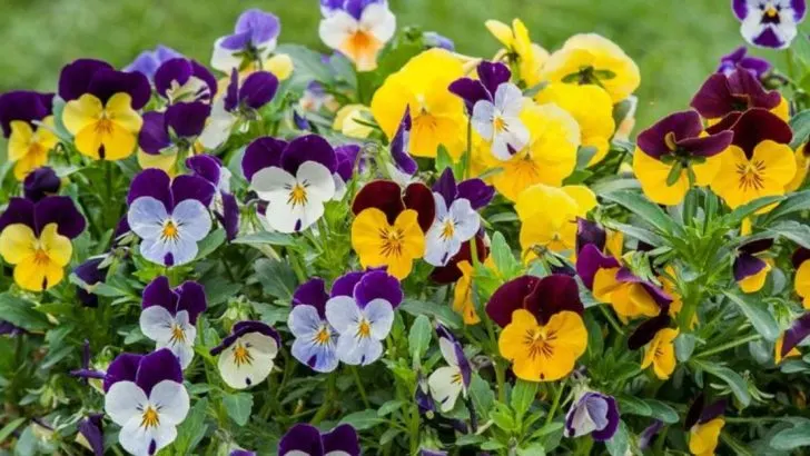 12 Edible Flowers and 5 Herbs That Taste Better When Grown Together