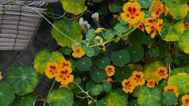 12 Flowers That Feed Pollinators and Keep Pests Away