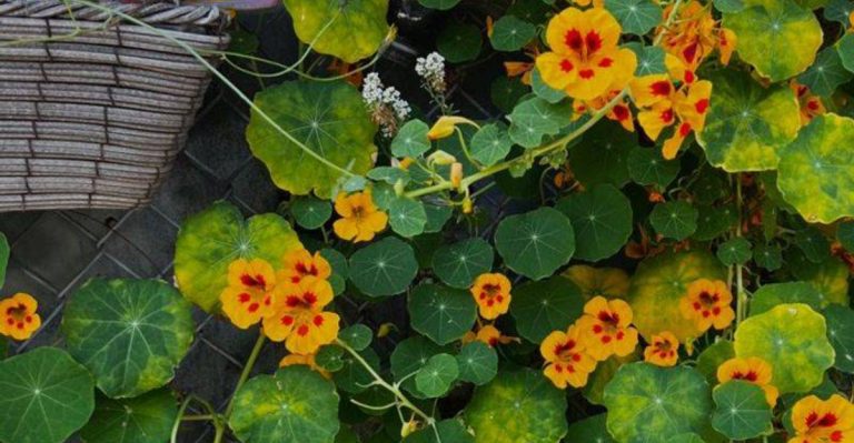 12 Flowers That Feed Pollinators and Keep Pests Away