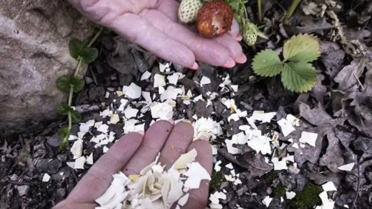 12 Garden Myths Debunked: What Really Helps Plants Grow