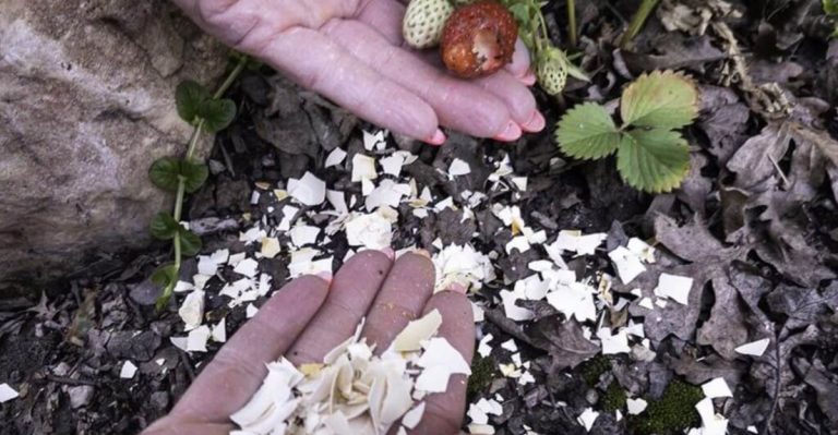 12 Garden Myths Debunked: What Really Helps Plants Grow