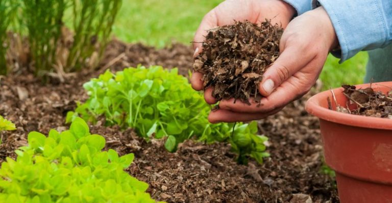 12 Gardening ‘Rules’ You Can Break — And Still Succeed
