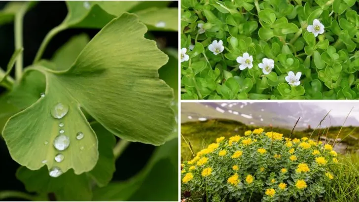 12 Herbs That Support Brain Health and Sharpen Memory