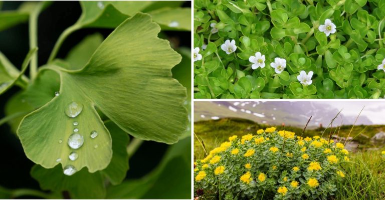 12 Herbs That Support Brain Health and Sharpen Memory