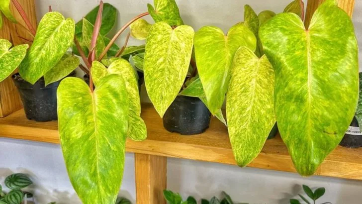 12 Houseplants That Look Better the Less You Care for Them