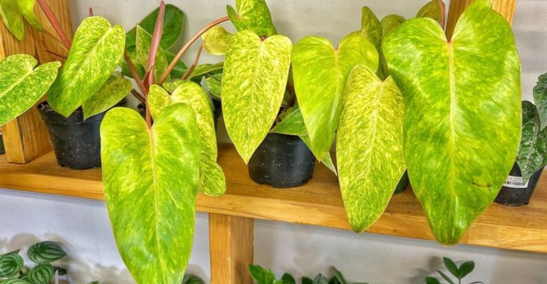 12 Houseplants That Look Better the Less You Care for Them