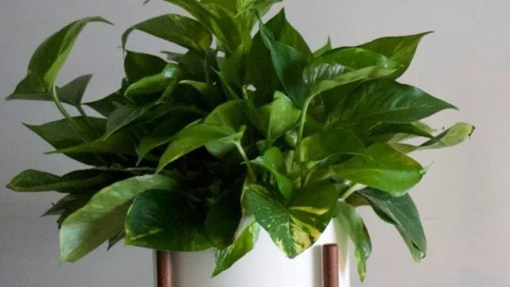 12 Houseplants That Survive Forgetful Watering and Still Flourish