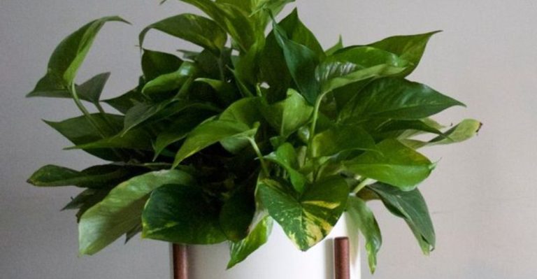 12 Houseplants That Survive Forgetful Watering and Still Flourish