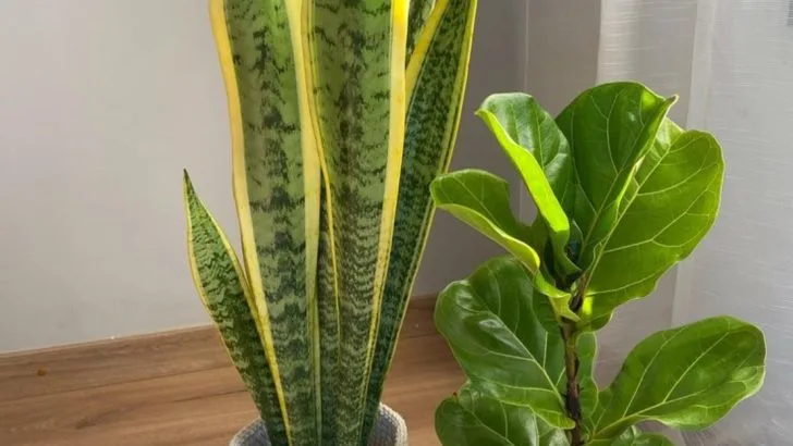 12 Indoor Plant Combinations That Instantly Elevate Any Room