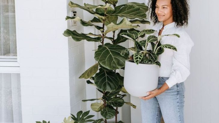 12 Indoor Trees That Make a Bold Statement in Any Room