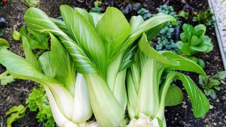 12 Leafy Greens Healthier Than Kale (And Just as Easy to Grow)