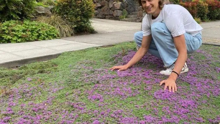 12 Perennials That Replace Lawn and Don’t Need Fertilizer