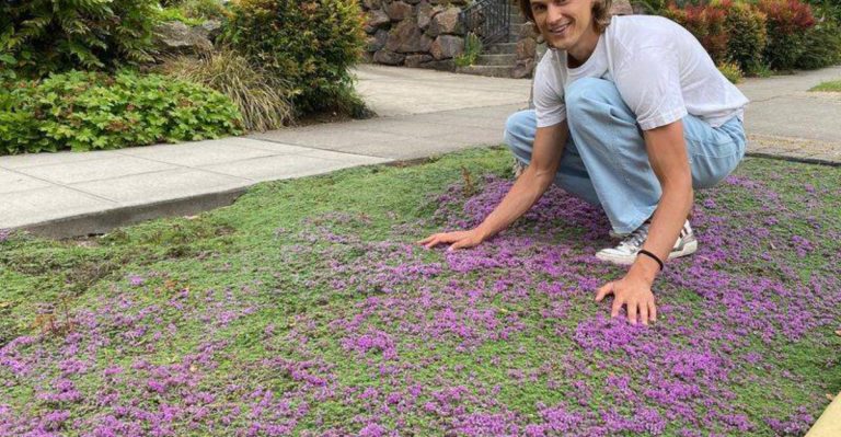 12 Perennials That Replace Lawn and Don’t Need Fertilizer