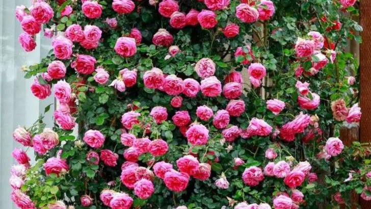 12 Plants and 7 Layout Tweaks That Maximize Space and Won’t Make Your Garden Look Smaller