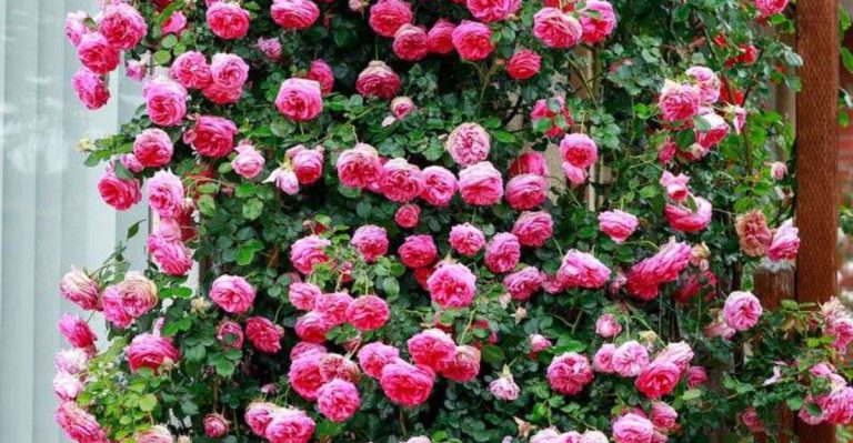 12 Plants and 7 Layout Tweaks That Maximize Space and Won’t Make Your Garden Look Smaller