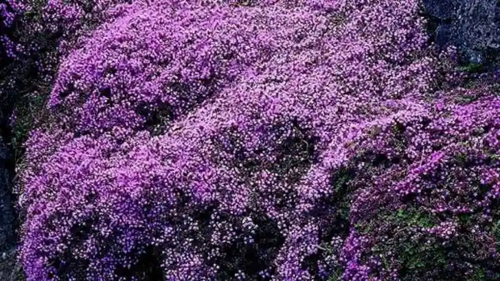 12 Plants That Act Like Ground Cover but Grow Like Shrubs