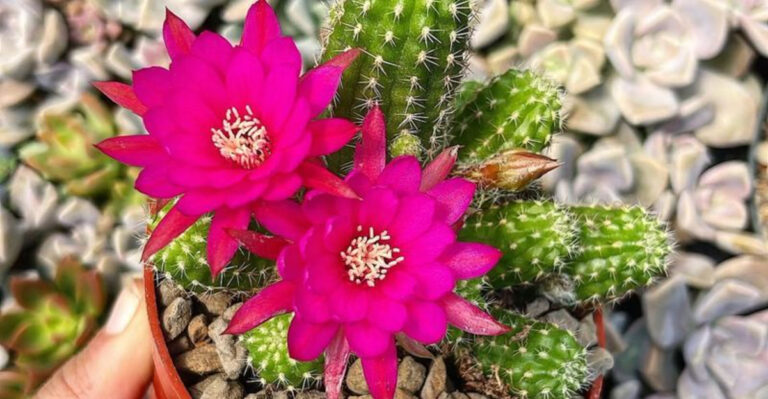 12 Plants That Actually Get Healthier When Ignored