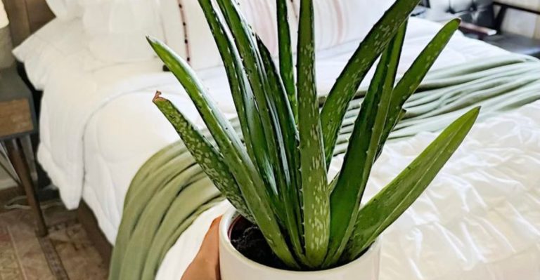 12 Plants That Clean the Air Before It Reaches Your House