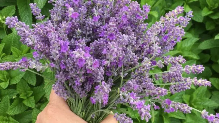 12 Shrubs and 8 Ground Covers That Shape Themselves and Stay Green All Year