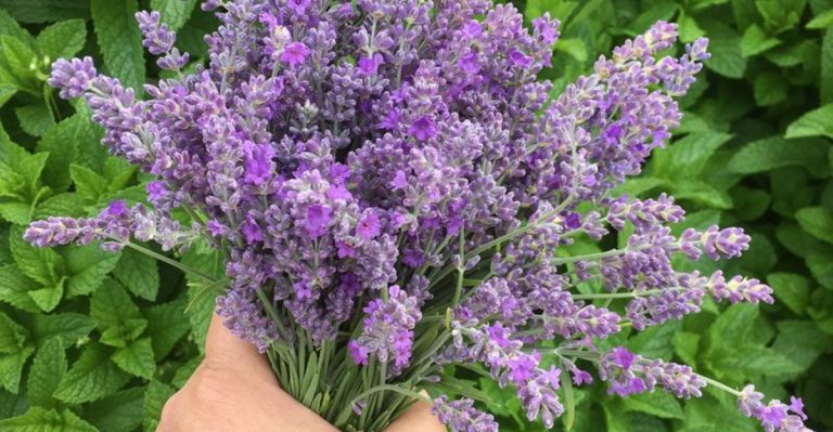 12 Shrubs and 8 Ground Covers That Shape Themselves and Stay Green All Year