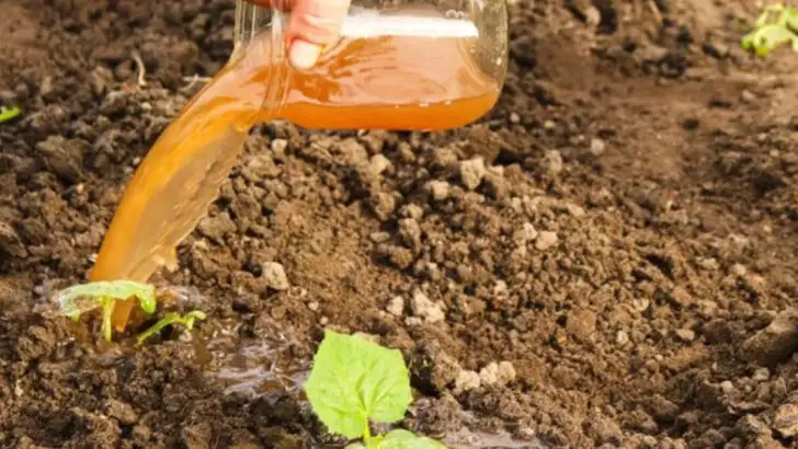 15 Things You’re Probably Adding to Your Soil That Are Actually Making It Worse