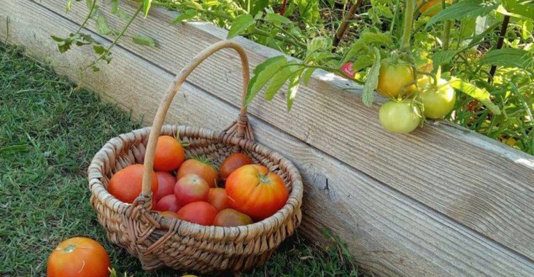 12 Tips for Growing Vibrant Tomatoes Without Chemicals or Pests