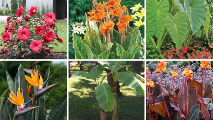 12 Tropical-Looking Blooms That Thrive in Temperate Gardens