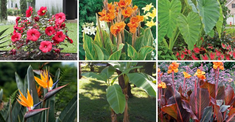 12 Tropical-Looking Blooms That Thrive in Temperate Gardens