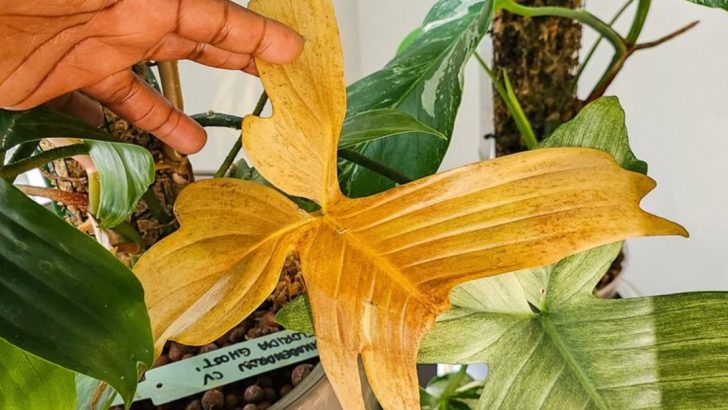 12 Weird Things That Happen When You Stop Watering for a Week