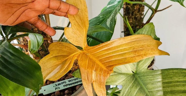 12 Weird Things That Happen When You Stop Watering for a Week