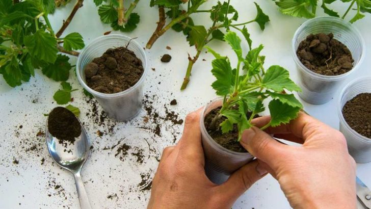 13 Plants You Can Grow from Cuttings and 7 That Waste Your Time