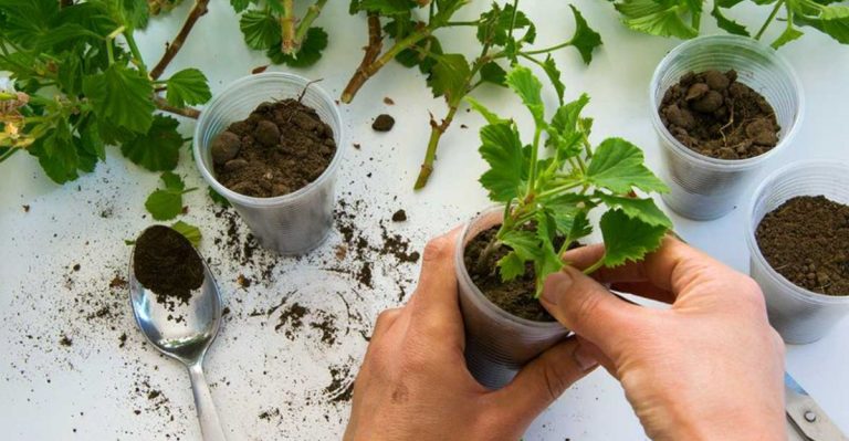 13 Plants You Can Grow from Cuttings and 7 That Waste Your Time