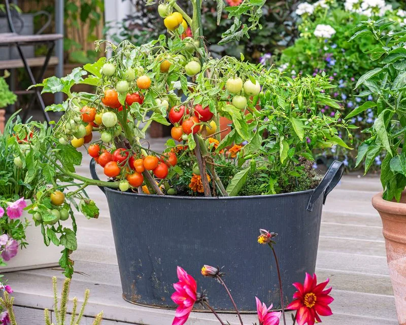 Tomatoes