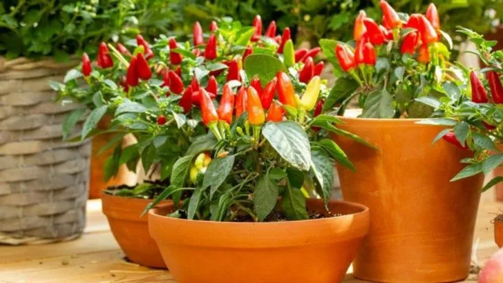 13 Vegetables You Can Grow in Containers and 7 That Need More Room