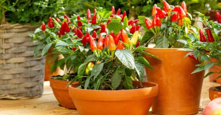 13 Vegetables You Can Grow in Containers and 7 That Need More Room