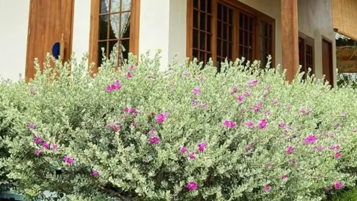 13 Drought-Proof Herbs Every Garden Should Have