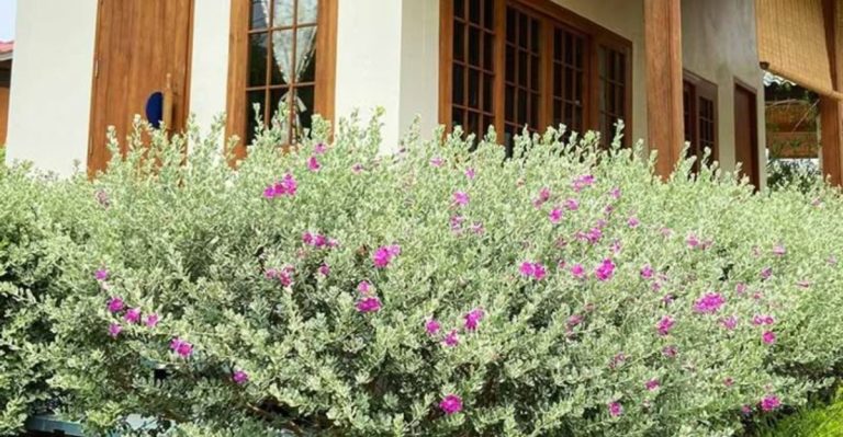 13 Drought-Proof Herbs Every Garden Should Have