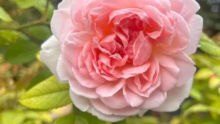 13 Edible Flowers That Look Too Pretty to Eat — But You Should