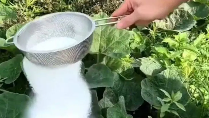 13 Everyday Items You Didn’t Know Your Garden Loves