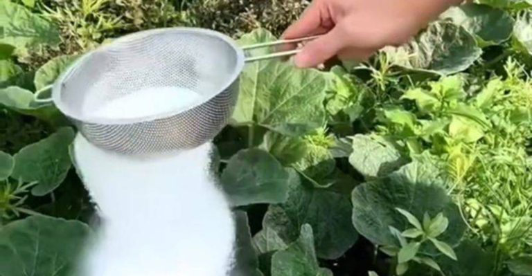 13 Everyday Items You Didn’t Know Your Garden Loves