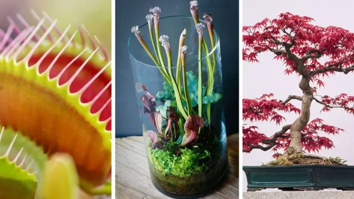 13 Exotic Plants That Look Amazing — but Need Constant Care