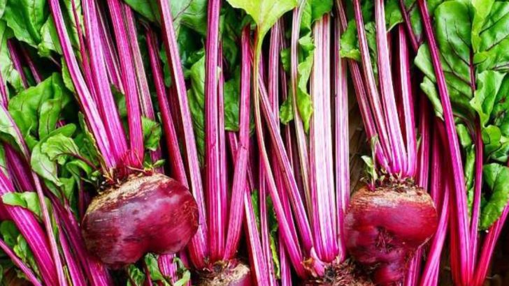 13 Fast-Growing Vegetables You Can Harvest in Under a Month